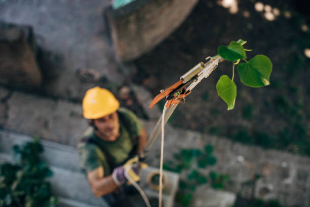  Pickens, SC Tree Service Pros